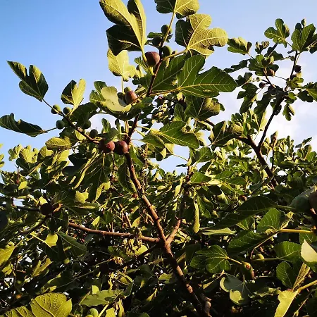 Alojamento de Acomodação e Pequeno-almoço Antico Pozzo